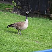 IMG 2084